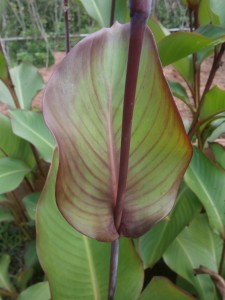 Some leaves of our Canna indica variety are more red tha others