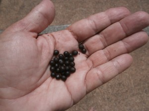 Black and hard seeds of Canna indica