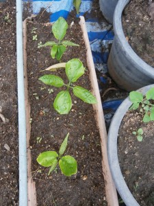 Soon those montain peanut seedlings have to be repotted