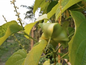 Inca inchi fruit in Pattaya and Nong Khai 