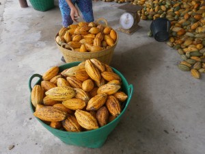 Cocoa grown in Thailand can be processed to chocolate