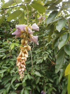 clitoria racemosa at discovery garden pattaya