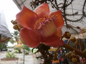 A fully grown cannonball tree can have up to 1000 flowers per day