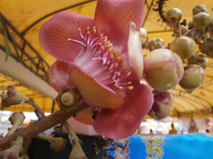 The flower of the cannonball tree is beautiful and smells well