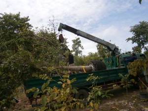 A huge truck delivered those Thai cannonball trees