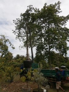 This is fast track cannonball tree planting