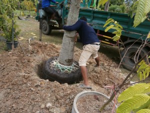 The cannonball tree fits in its hole