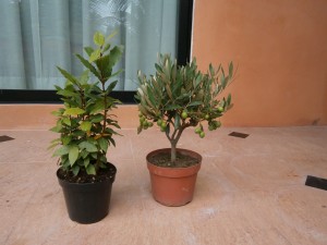 This small olive tree had small fruits already when it was brought to Thailand, together with bay leaves