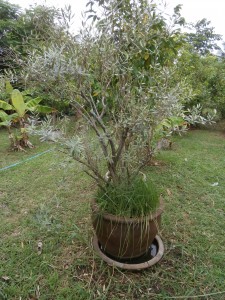 Olive trees survive in big pots