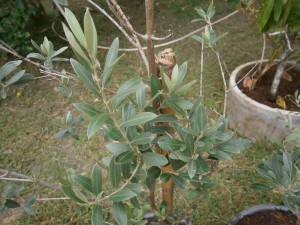 Silvery, shiny olive leaves grown in Thailand