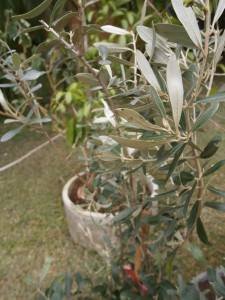 More than one olive tree necessary for possible harvest