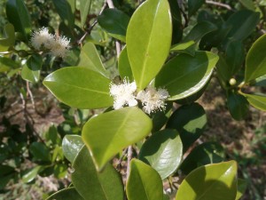 The cherry guava trees are almost exploding with flowers