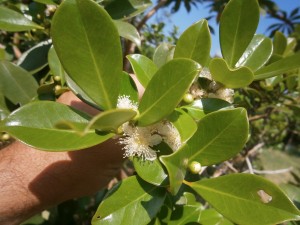 Strawberry guava flowers are white