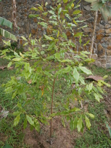 Clove and nutmeg trees can be grown in any Thai or Lao garden