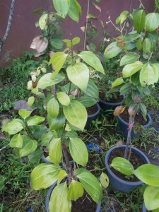 Cinnamon plants for sale in Thailand: Discovery Garden