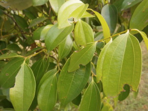 Cinnamon trees love the rain, but also the sun