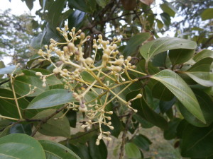 Cinnamon trees flower during the Lao and Thai rainy season