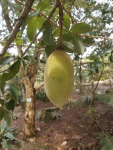 The baobab fruit tastes a bit like grapefruit, combined with pear and vanilla.