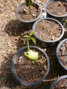 It is even interesting to watch the Pachira aquatica seeds sprout