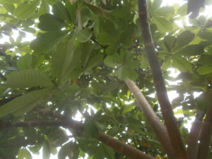 Pachira aquatica trees are good and attractive shade makers